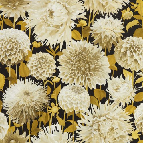 Dahlia  112846